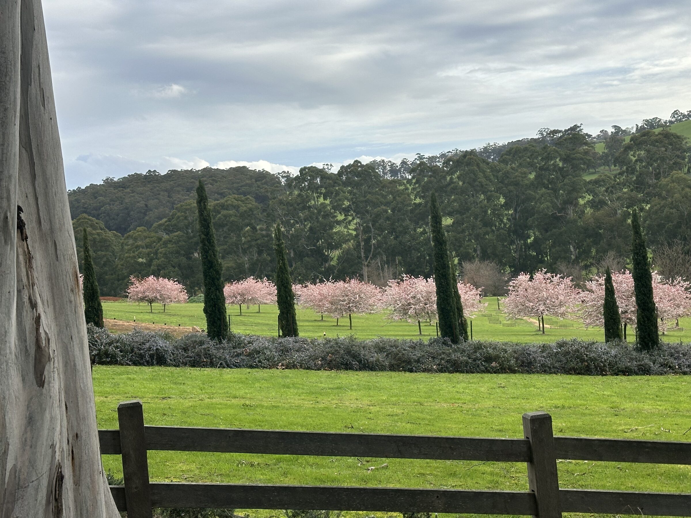 Cherry blossom avenue at Terre Rouge