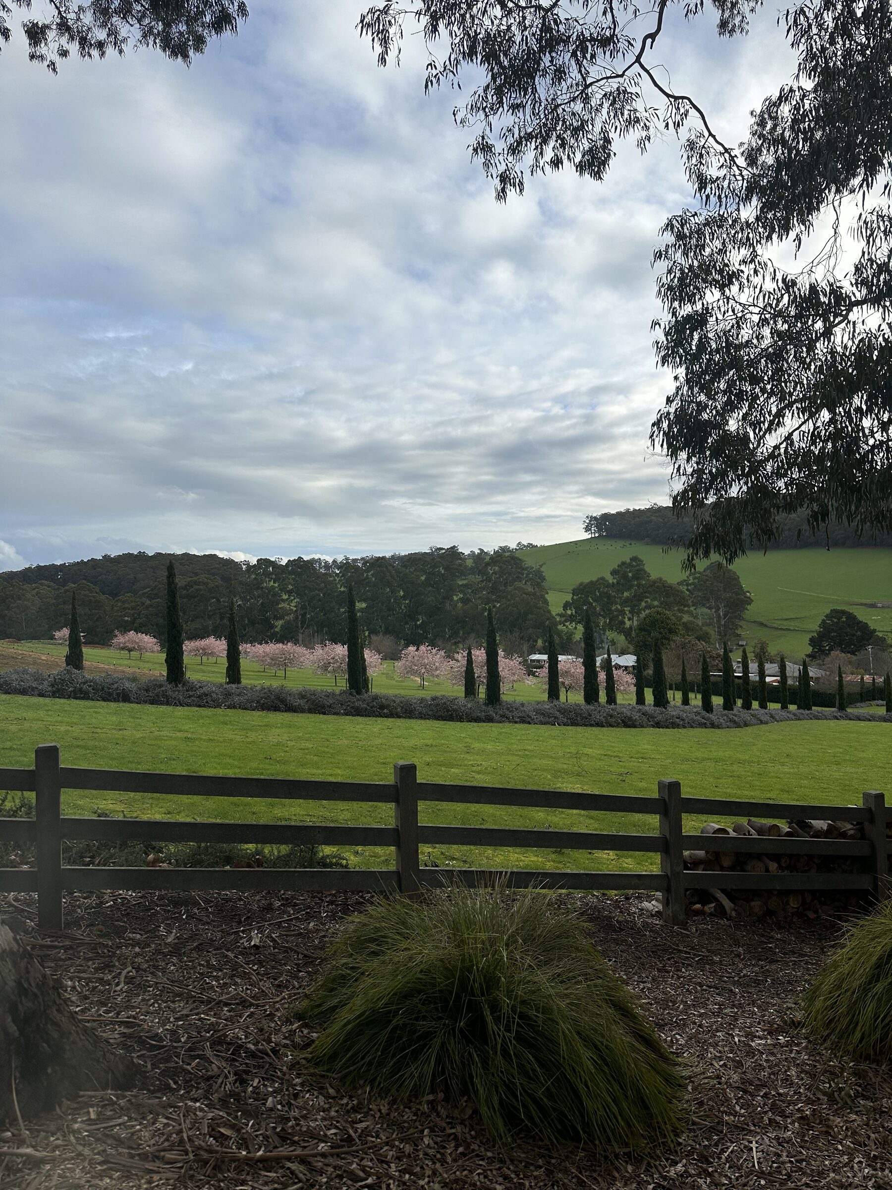 Cherry blossoms and cypress avenue at Terre Rouge Estate