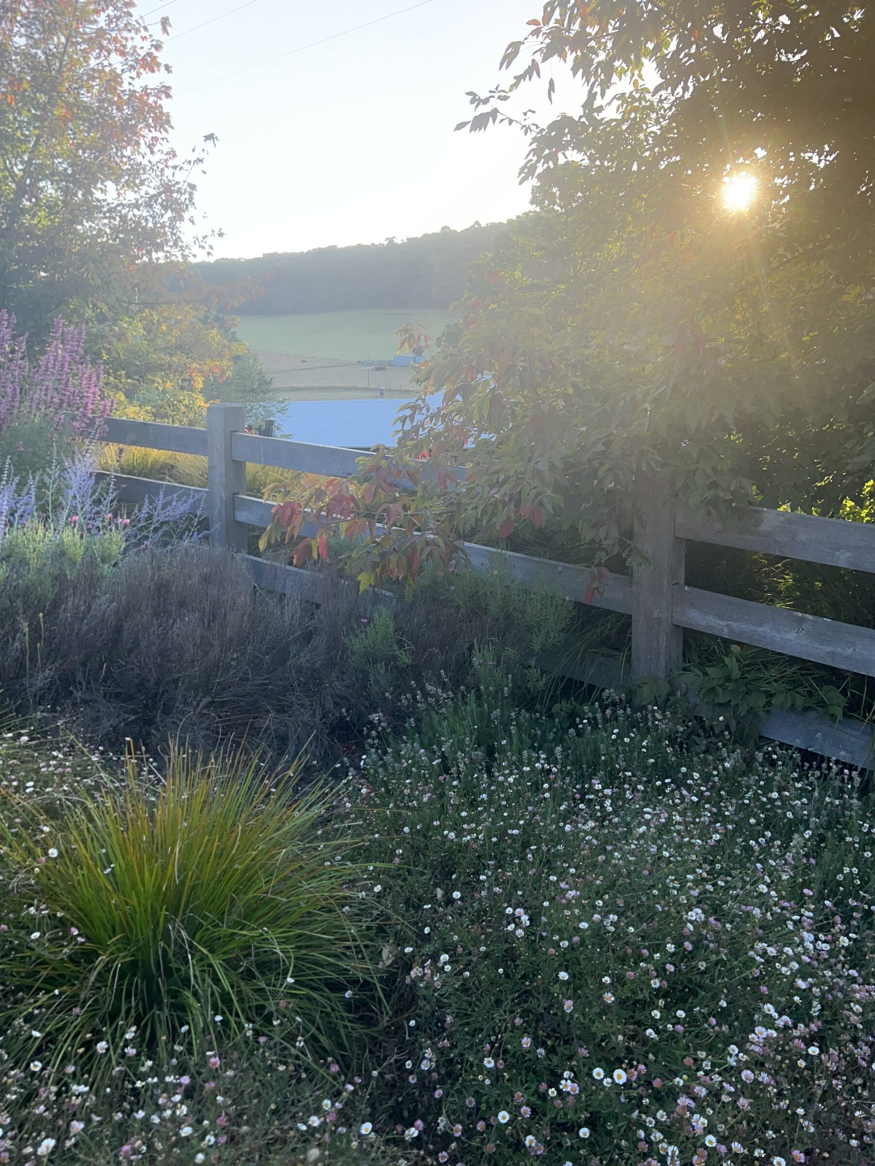 Forest edge at golden hour