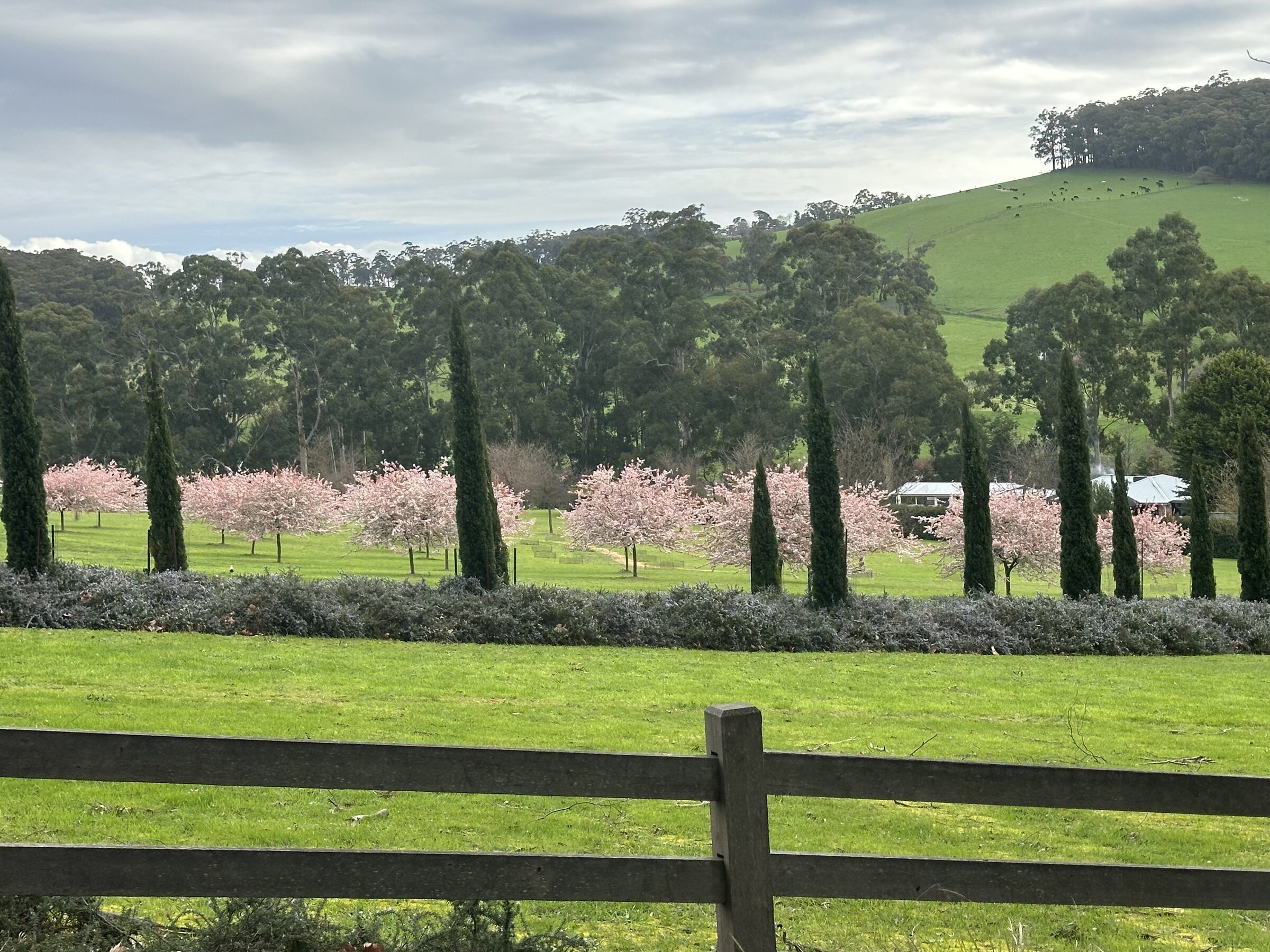 Open lawn at Terre Rouge with cherry blossoms and rolling hills
